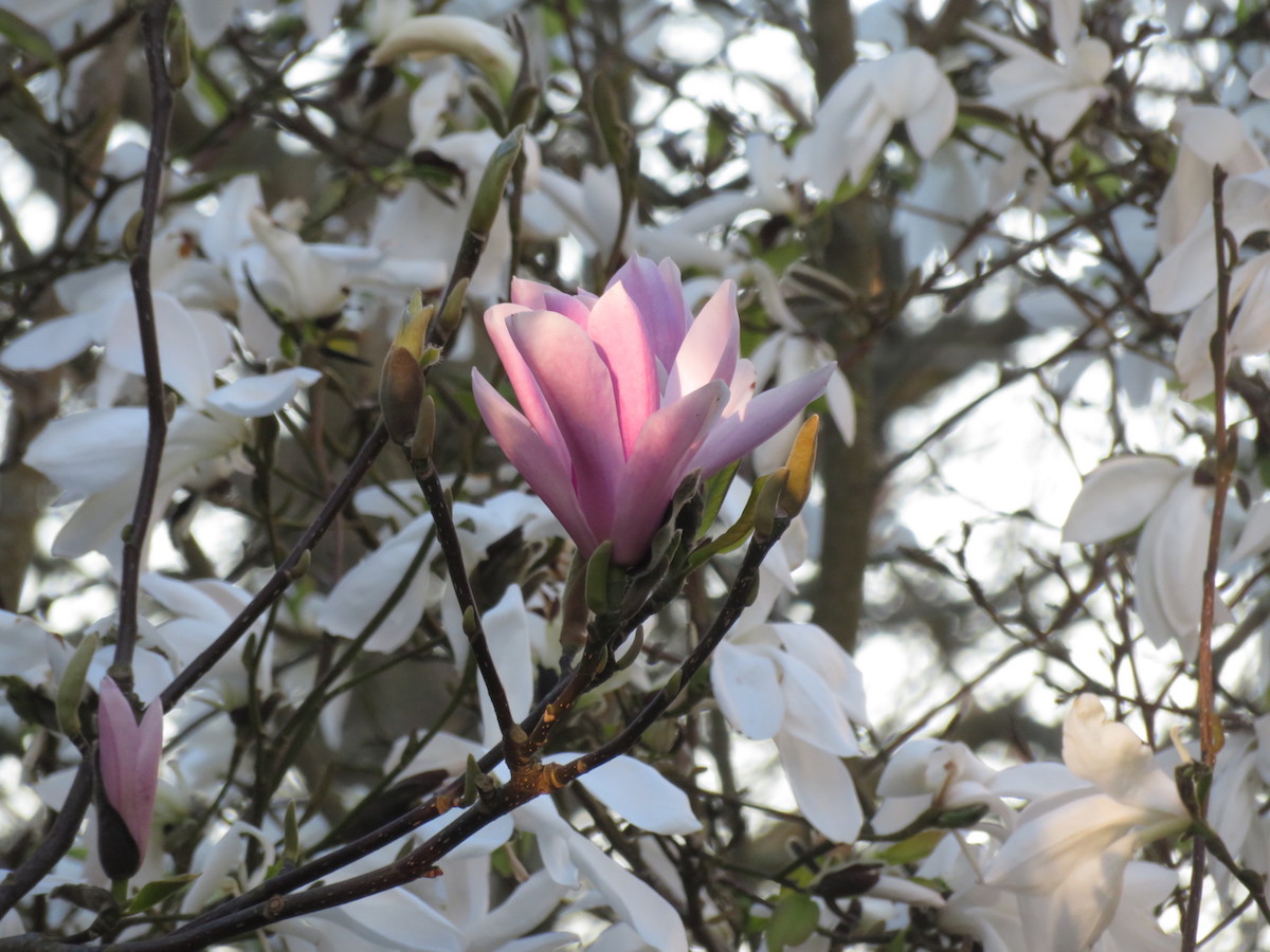 Raspberry Ice & Wadas Memory